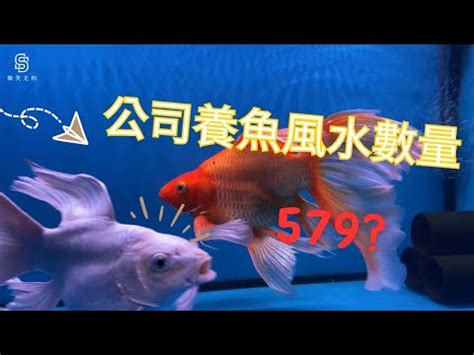 養魚數量垃圾魚|養對魚數：財運滾滾來